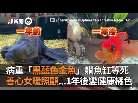 黑牡丹金魚|黑牡丹金魚養殖指南